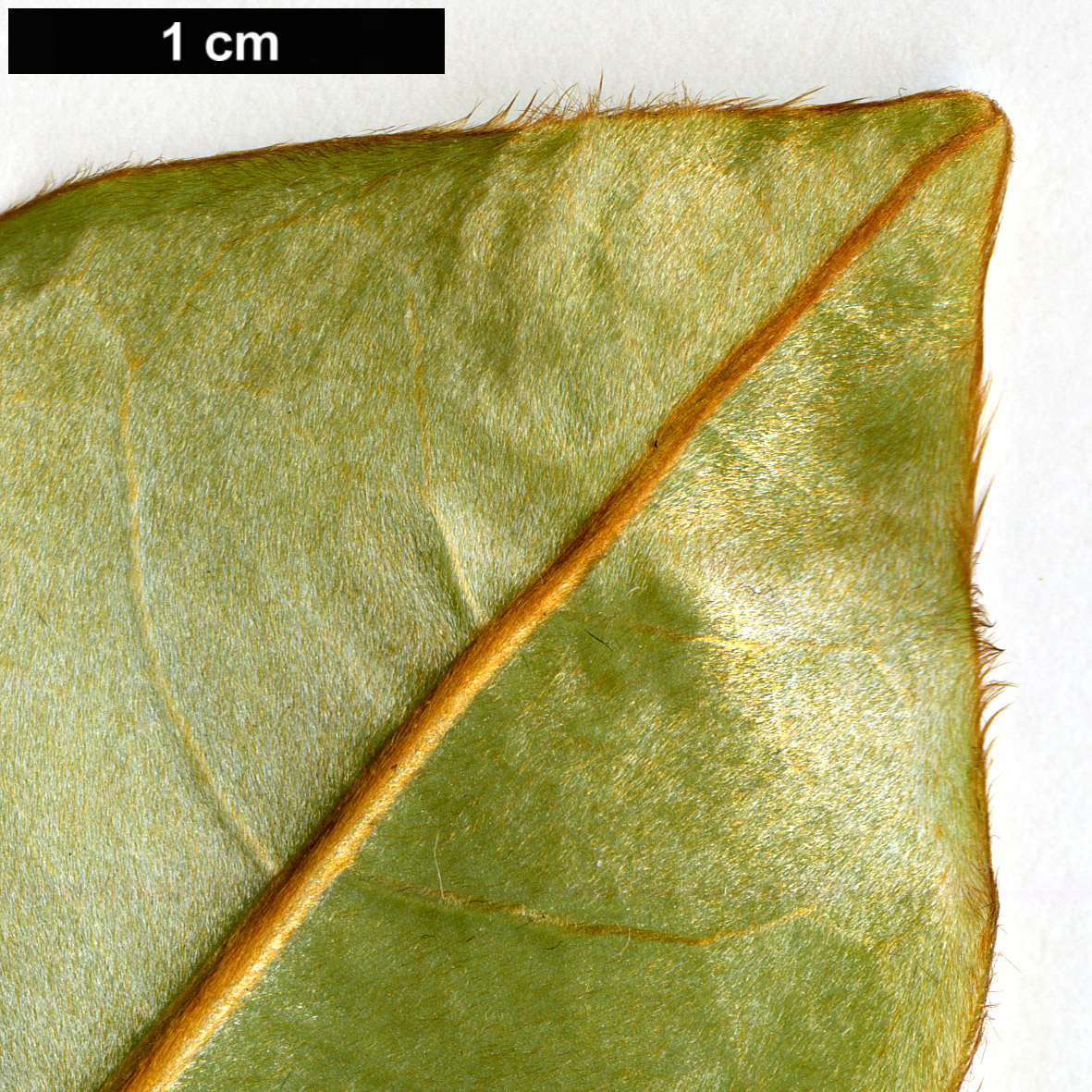 High resolution image: Family: Magnoliaceae - Genus: Magnolia - Taxon: foveolata - SpeciesSub: var. cinerascens